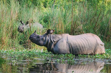 Chitwan Tour Package From Gorakhpur