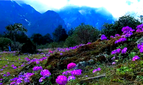 Yumthang Valley (Known as Valley of Flowers) Sikkim
