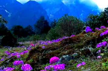 yumthang valley of flowers sikkim